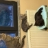 Sakin uysal erkek British shorthair fotoğraf