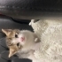 bebişlerime yuva arıyorum fotoğraf