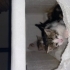 bebişlerime yuva arıyorum fotoğraf