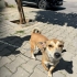 Ücretsiz sahiplenme pinscher fotoğraf