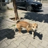 Ücretsiz sahiplenme pinscher fotoğraf