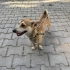 Ücretsiz sahiplenme pinscher fotoğraf