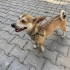 Ücretsiz sahiplenme pinscher fotoğraf
