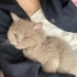 6 aylık erkek british longhair fotoğraf
