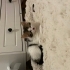 3 aylık yavru kedi geçici evinden fotoğraf