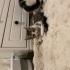 3 aylık yavru kedi geçici evinden fotoğraf