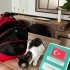 Beyaz Tekir Memik’ e ömürlük yuva arıyoruz fotoğraf