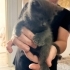 Gri cins kedi sokakta bulundu sahiblendirilecektir fotoğraf