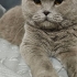 SCOTTİSH FOLD KEDİMİZİ SAĞLIK PROBLEMLERİ NEDENİYLE SAHİPLENDİRMEK İSTİYORUZ fotoğraf