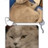 SCOTTİSH FOLD KEDİMİZİ SAĞLIK PROBLEMLERİ NEDENİYLE SAHİPLENDİRMEK İSTİYORUZ fotoğraf