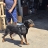 ROTTWEILER ..!! KISIR..!!  ACİİLL ÖTESİ..!! fotoğraf