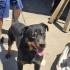 ROTTWEILER ..!! KISIR..!!  ACİİLL ÖTESİ..!! fotoğraf