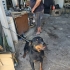 ROTTWEILER ..!! KISIR..!!  ACİİLL ÖTESİ..!! fotoğraf