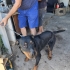 ROTTWEILER ..!! KISIR..!!  ACİİLL ÖTESİ..!! fotoğraf
