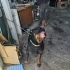 ROTTWEILER ..!! KISIR..!!  ACİİLL ÖTESİ..!! fotoğraf
