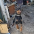 ROTTWEILER ..!! KISIR..!!  ACİİLL ÖTESİ..!! fotoğraf