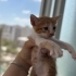 Sarman kardeşlere yuva fotoğraf