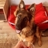 Alfa Köpek Pablo Huzurlu Bir Yuva Arıyor fotoğraf
