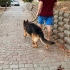 Alfa Köpek Pablo Huzurlu Bir Yuva Arıyor fotoğraf