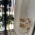 Acil yuva aranıyor fotoğraf