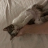 2 aylık erkek kedi fotoğraf