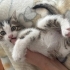 2 aylık erkek kedi fotoğraf