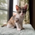 LULU BEBEK YUVA ARIYOR! fotoğraf