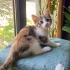 LULU BEBEK YUVA ARIYOR! fotoğraf