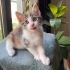 LULU BEBEK YUVA ARIYOR! fotoğraf