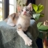 LULU BEBEK YUVA ARIYOR! fotoğraf