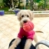 Bal Gibi 9 Aylık Terrier Köpek fotoğraf
