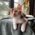 LİLY BEBEK YUVA ARIYOR! fotoğraf
