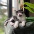 BİLLY BEBEK YUVA ARIYOR! fotoğraf