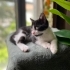 BİLLY BEBEK YUVA ARIYOR! fotoğraf