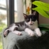 BİLLY BEBEK YUVA ARIYOR! fotoğraf