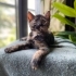 COOKİE BEBEK YUVA ARIYOR! fotoğraf