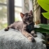 COOKİE BEBEK YUVA ARIYOR! fotoğraf