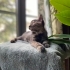 COOKİE BEBEK YUVA ARIYOR! fotoğraf