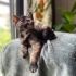 COOKİE BEBEK YUVA ARIYOR! fotoğraf