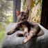 COOKİE BEBEK YUVA ARIYOR! fotoğraf