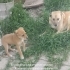 Minik Ares oğlan.. fotoğraf