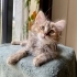 FUZZY BEBEK YUVA ARIYOR! fotoğraf