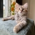 FUZZY BEBEK YUVA ARIYOR! fotoğraf