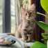 FUZZY BEBEK YUVA ARIYOR! fotoğraf