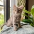 FUZZY BEBEK YUVA ARIYOR! fotoğraf