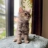FUZZY BEBEK YUVA ARIYOR! fotoğraf
