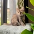 FUZZY BEBEK YUVA ARIYOR! fotoğraf