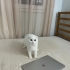 UCRETSIZ SAHIPLENDIRME scottish fold fotoğraf