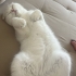 UCRETSIZ SAHIPLENDIRME scottish fold fotoğraf