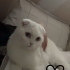 UCRETSIZ SAHIPLENDIRME scottish fold fotoğraf
